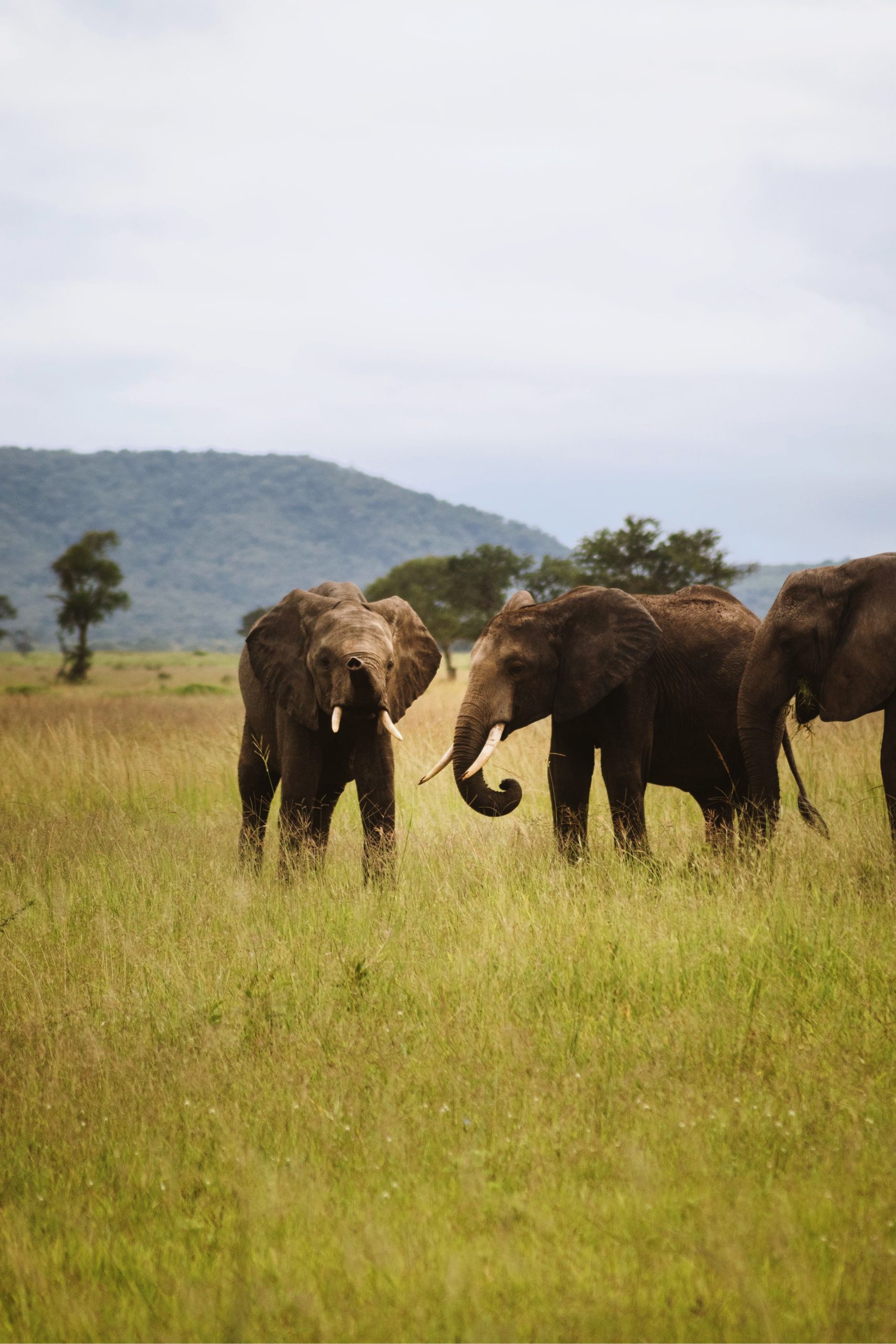 Elefantes en los paisajes naturales de Zimbabue